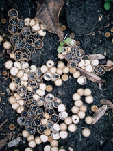 Load image into Gallery viewer, Simple Bird’s Nest Mushroom Post Earrings
