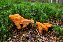 Load image into Gallery viewer, Chanterelle Mushroom Bandana Slide
